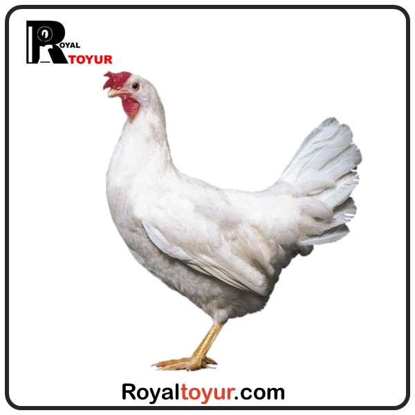 تخم نطفه دار مرغ نژاد شیور 